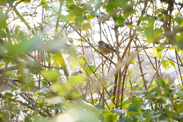 Bird sparrow sitting on branch of the bush with green leaves