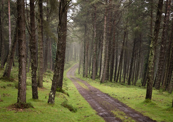 Winding dirt gravel road through sunny green pine forest illuminated by sunbeams through mist