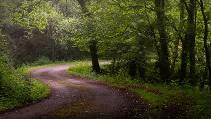Fototapeta na wymiar Winding dirt gravel road through sunny green pine forest illuminated by sunbeams through mist