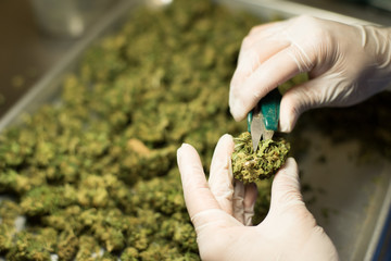 Trimming Marijuana Buds