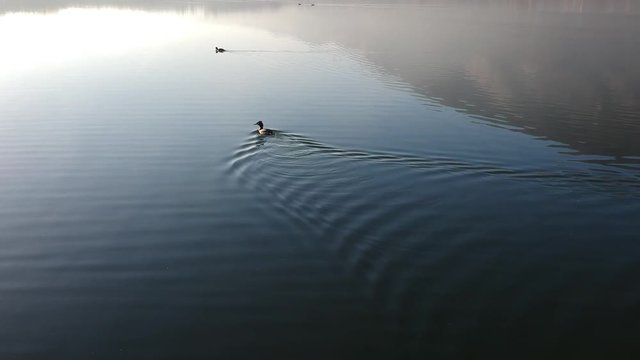 Grebe in the lake