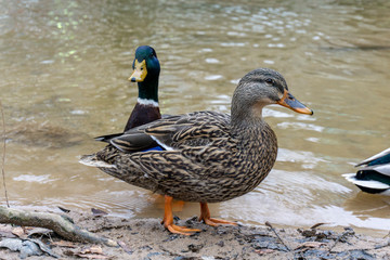 Mallard Duck