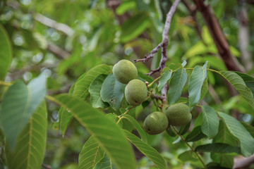 Nut tree on the branches of which grow young green nuts.