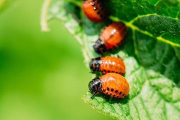 Larva Of Leptinotarsa Decemlineata eating potatoes leafs. Serious Pest Of Potato. Colorado Potato Striped Beetle.