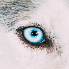 Close Up On Blue Eye Of A Husky Puppy Dog