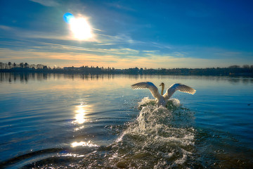 Schwan