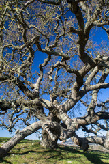 oak