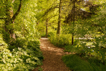 Garden pathway through a calm forest on a sunny day