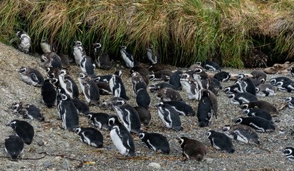Penguins-0582