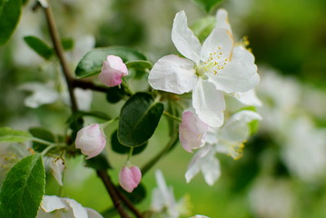 orchard - a blossoming apple tree