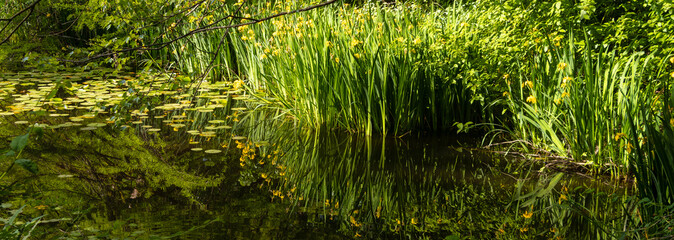 Yellow Irises Reflected in pond with lily pads