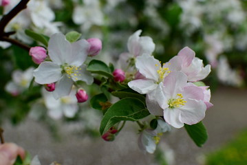 springtime - a blossoming apple tree