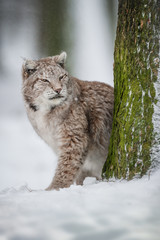 Lynx in Snow