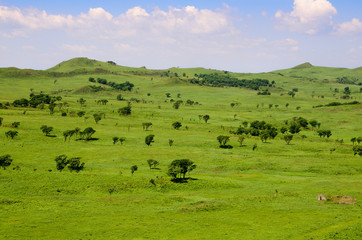 Fototapeta na wymiar Lush green hilly fields with sparse trees