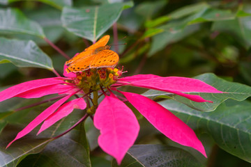 Cruiser Butterfly on Red Poinsettia near Kuranda in North Queensland, Australia