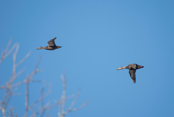 Two American Black Ducks Flying