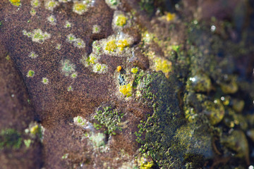 lichen on a rock