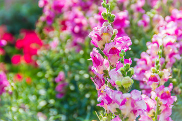 Pink flowers of snapdragon (Antirrhinum majus) on the flowerbed background. Antirrhinum majus, commonly called snapdragon, is an old garden favorites that, in optimum cool summer growing conditions.