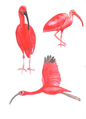 Set of scarlet ibises. Watercolor.
