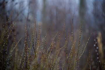 Fototapeta premium Budding willow in early spring