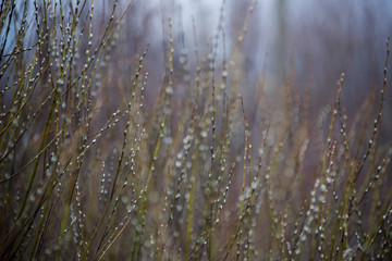 Budding willow in early spring
