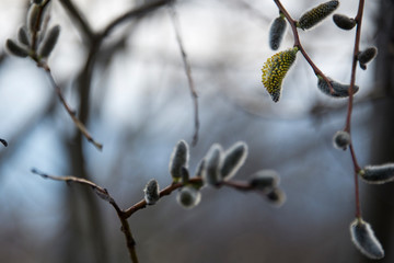 Budding willow in early spring