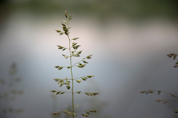 Close up of wild grass with a lake in the background