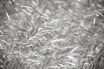 Close up of wild grass blowing in the wind