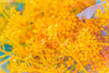 Yellow Saraca flowers (Saraca thaipingensis Cantley ex Prain) on tree in the forest. It's also known as Yellow Saraca, Talan, Bunga Asoka, Gapis Golak, Yellow Asoka, Gapis, Gapis Batan, Gapis Batang.