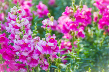 Fototapeta na wymiar Pink flowers of snapdragon (Antirrhinum majus) on the flowerbed background. Antirrhinum majus, commonly called snapdragon, is an old garden favorites that, in optimum cool summer growing conditions.