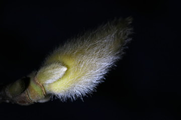 Tokyo,Japan-February 22, 2019: A bud of Magnolia heptapeta on black background