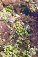 lichen on a rock