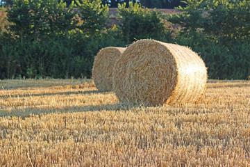 straw bales in a field