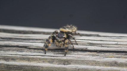 Spider on wood