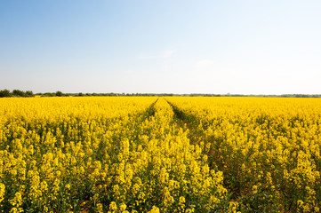 Fototapeta premium rape field