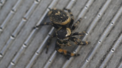 Spider looking at you