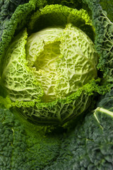 cabbage on white