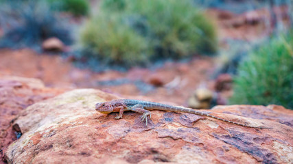 lizard in the sunset of kings canyon, northern territory, australia 1