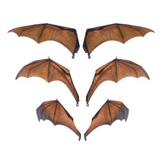 Bat wing isolated on white background - 250938787