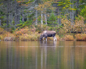 Young Male Moose wading in sandy pond, Baxter State Park Maine.  