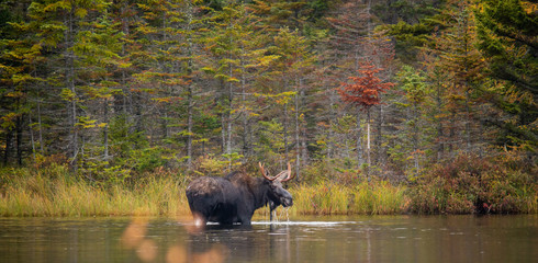 Adult Male Moose wading in sandy pond, Baxter State Park Maine.  