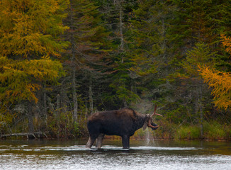 Adult Male Moose wading in sandy pond, Baxter State Park Maine.  Shaking water off. 