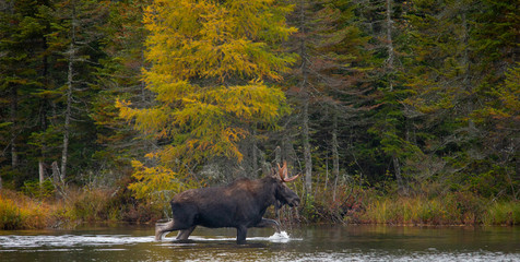 Moose wading in sandy pond, Baxter State Park Maine.  