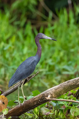 Little Blue Heron, Egretta caerulea, bird perched on a branch in Costa Rica
