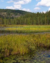 Algonquin Park Greens
