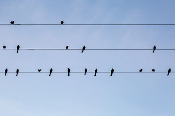 Birds perched on telegraph wires, with a blue sky behind