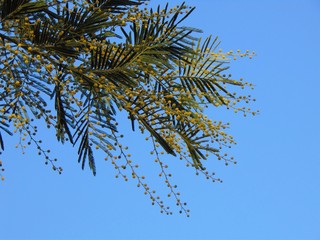 Tree branch mimosa in early spring during flowering.Mimosa flowers (Acacia dealbata) growing and bloom against the blue sky, natural background.