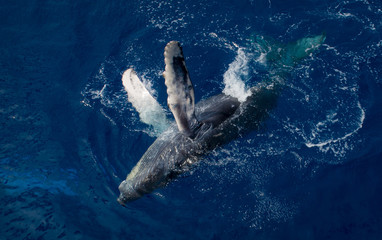 Humpback whale Calf flopping around