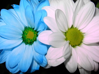 Fototapeta premium daisies