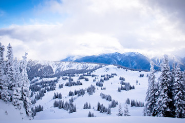 Fototapeta na wymiar Snowy Mountain in the Clouds with Trees